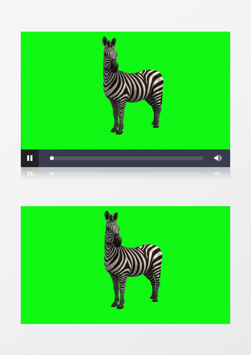  3D旋转的斑马视频素材