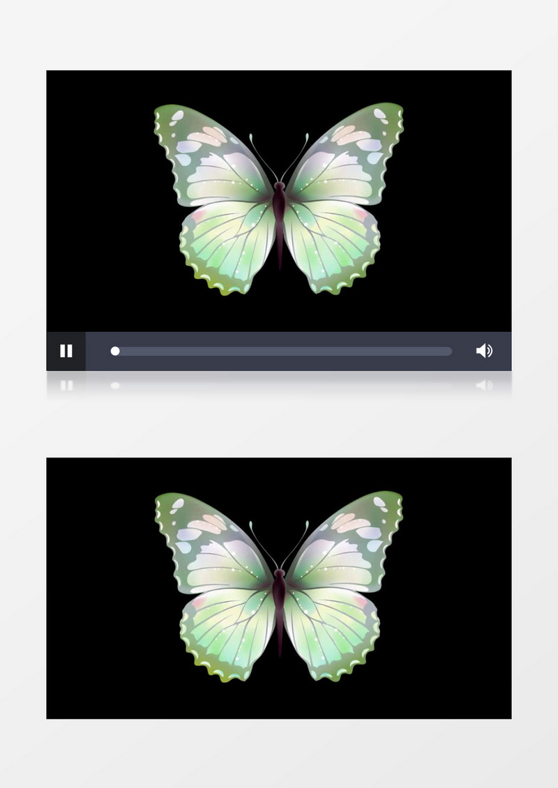 蝴蝶不断拍打自己的翅膀视频素材