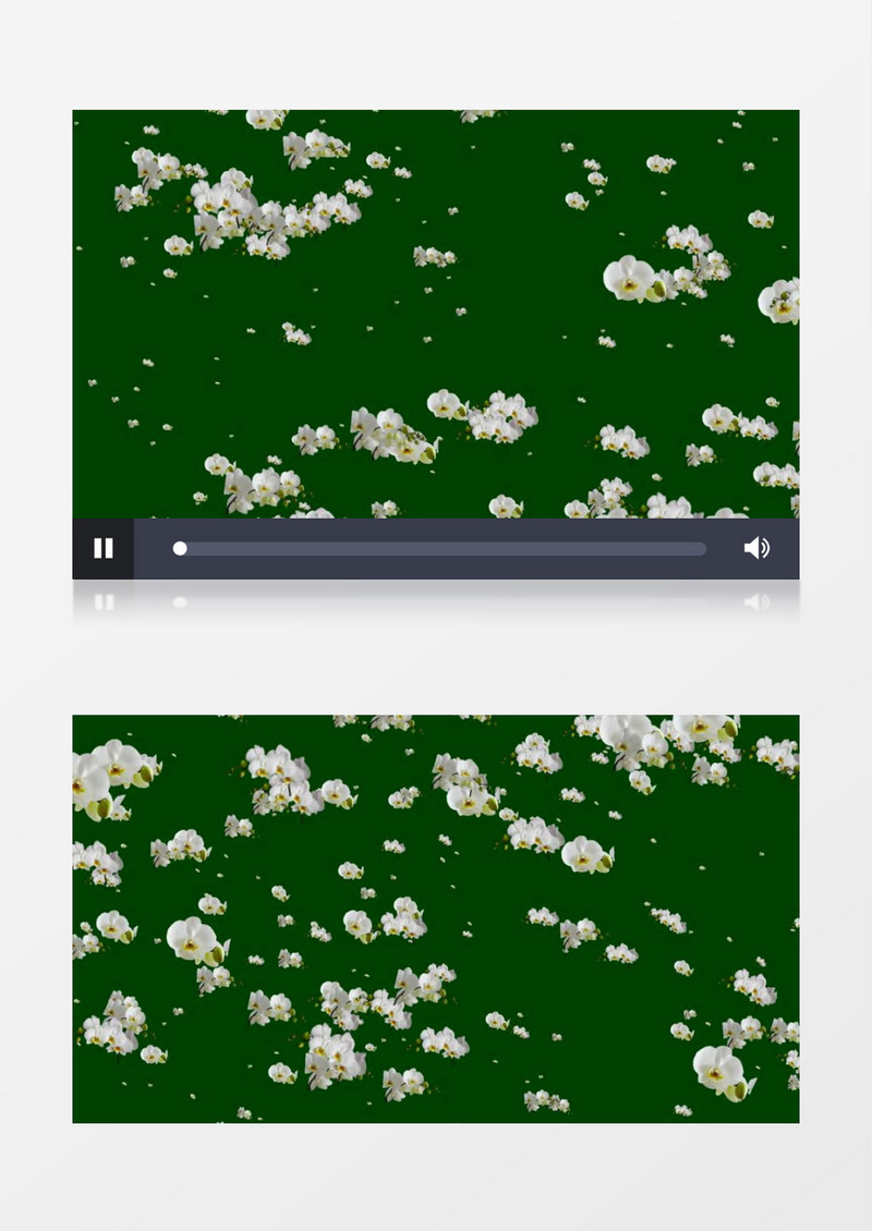 缓缓飘落的白色花朵视频素材