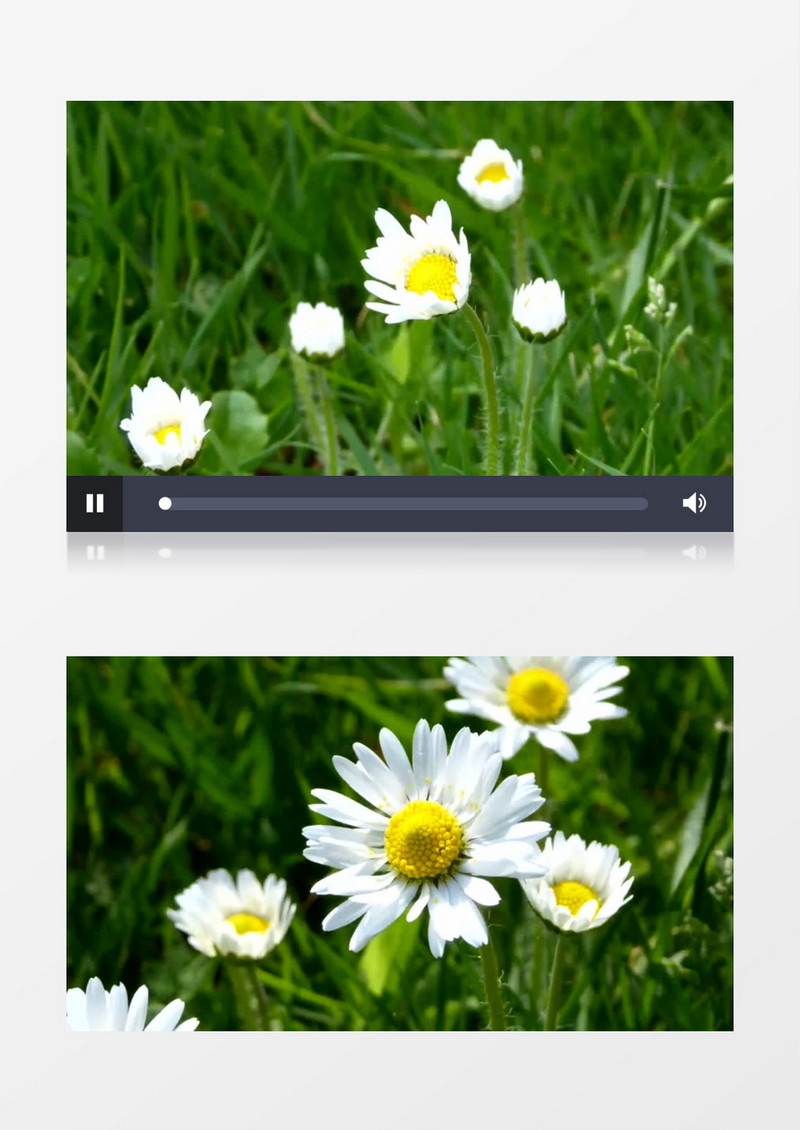 美丽雏菊桃花花朵动态视频背景