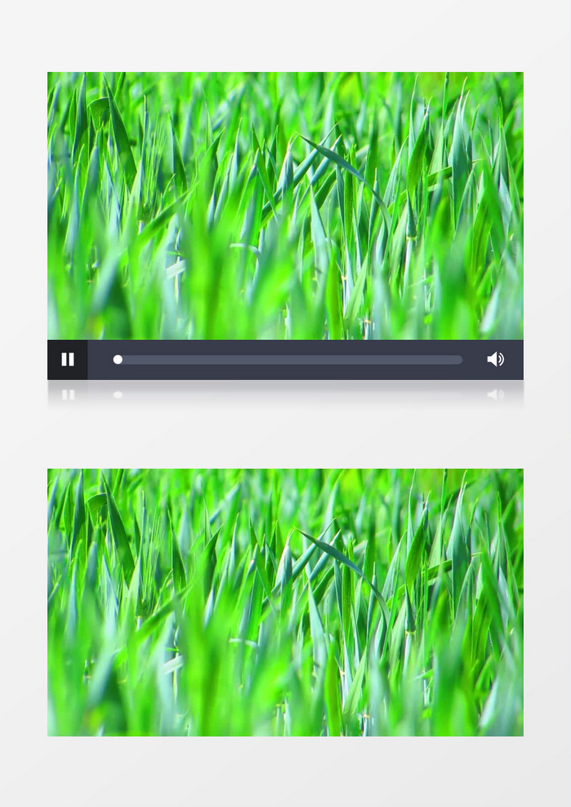 绿色的麦苗在随风飘动实拍视频素材