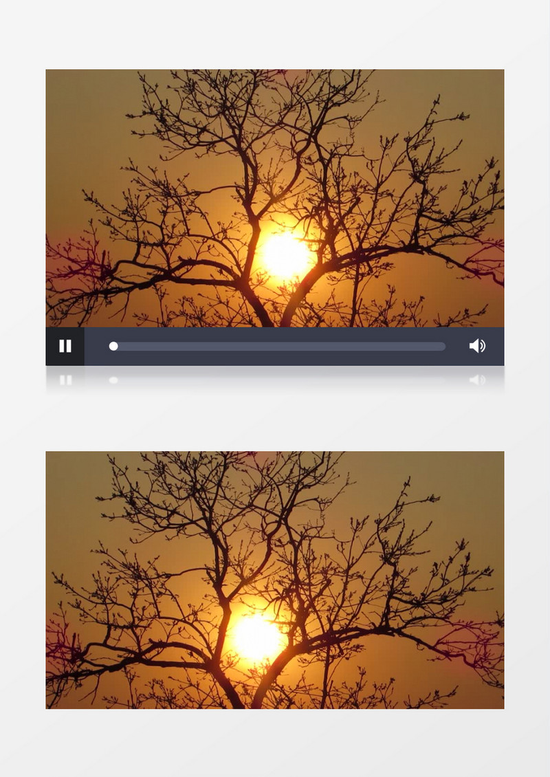 夕阳照射下的树木实拍视频素材