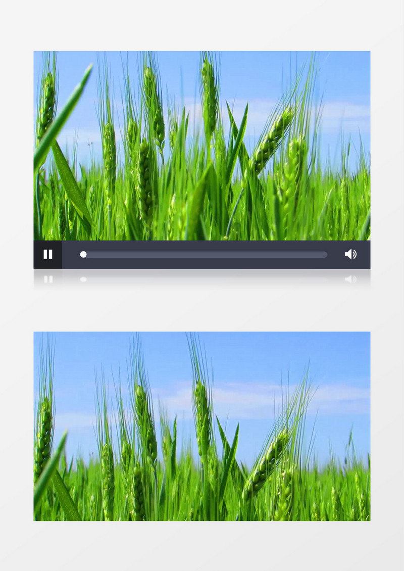 高清实拍麦地旁边的美景实拍视频素材