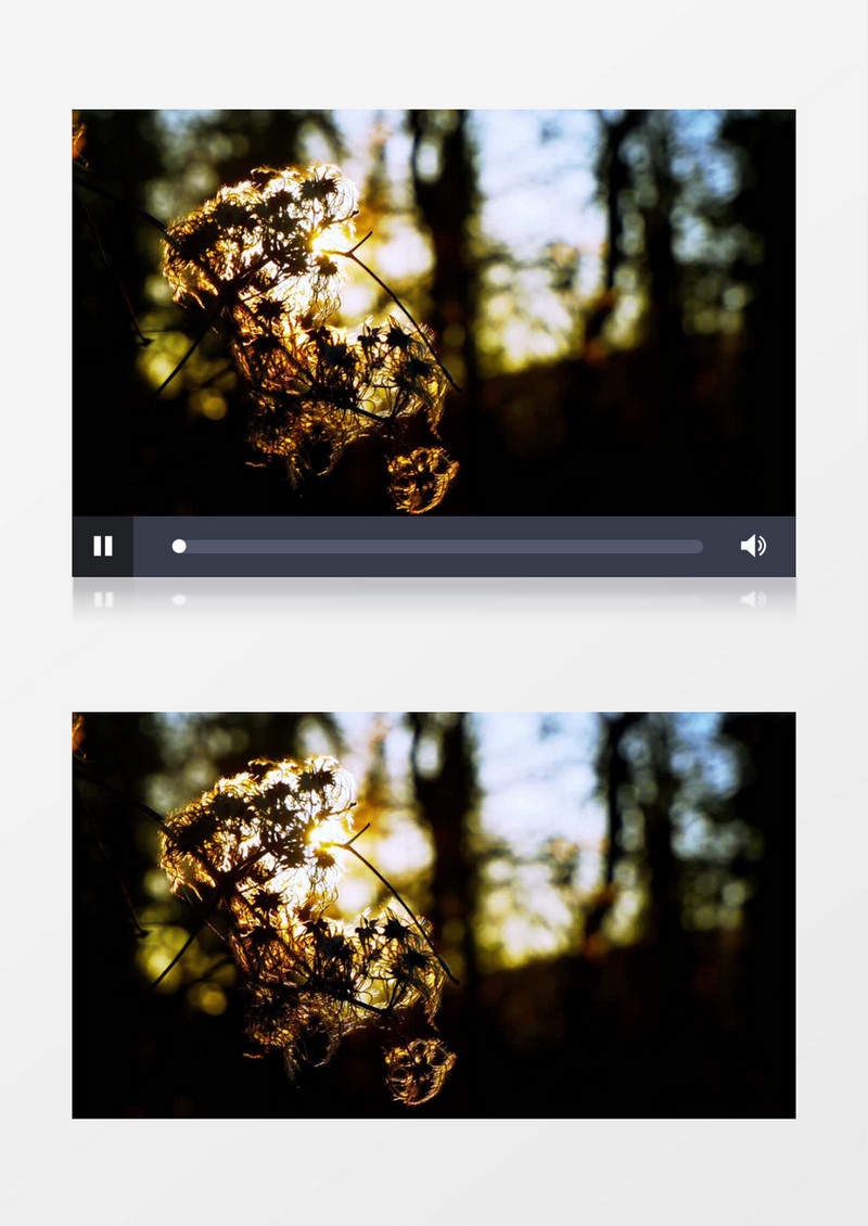 高清实拍阳光下的植物实拍视频素材