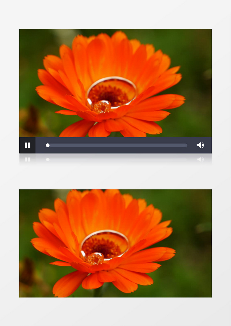 橙色的花朵放着一枚戒指实拍视频素材
