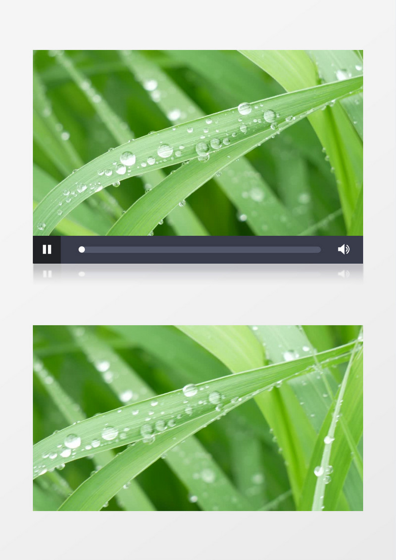 清晨绿色植物上晶莹剔透的露水实拍视频素材