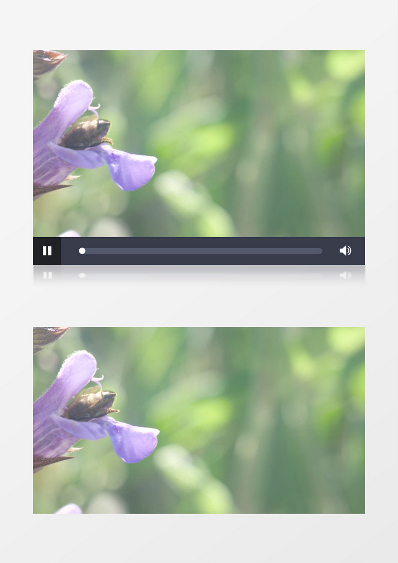 蜜蜂钻进紫色的花朵中采蜜实拍视频素材