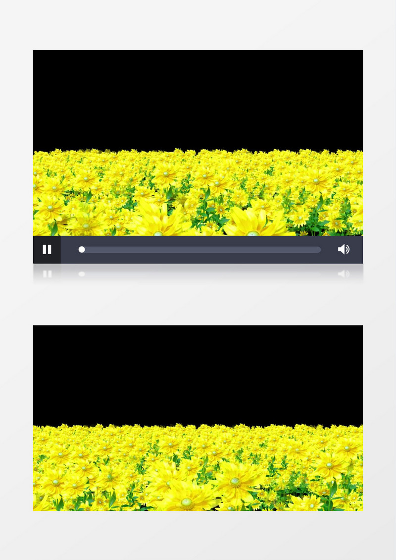 万里花海透明通道背景视频