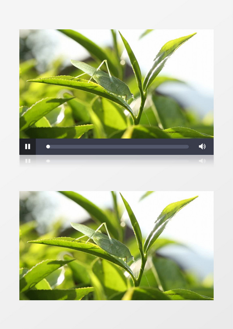 特写拍摄一只蚂蚱在一片叶子上实拍视频