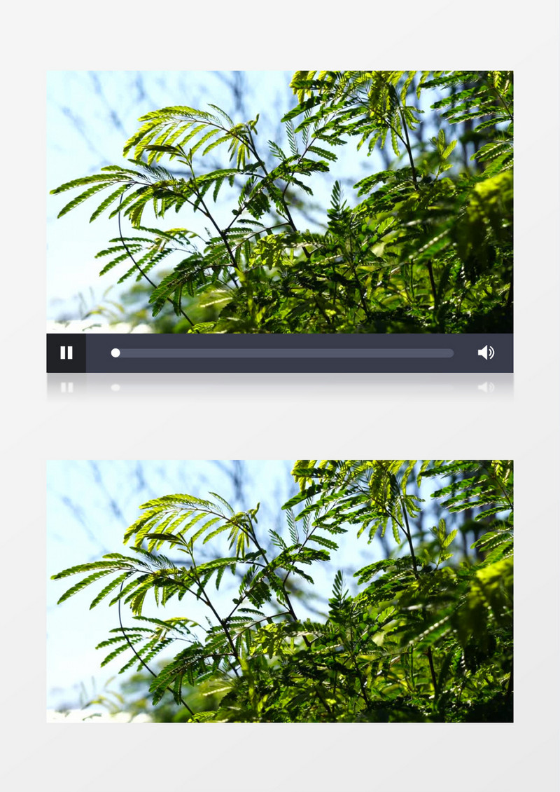 高清拍摄小草随风摆动实拍视频