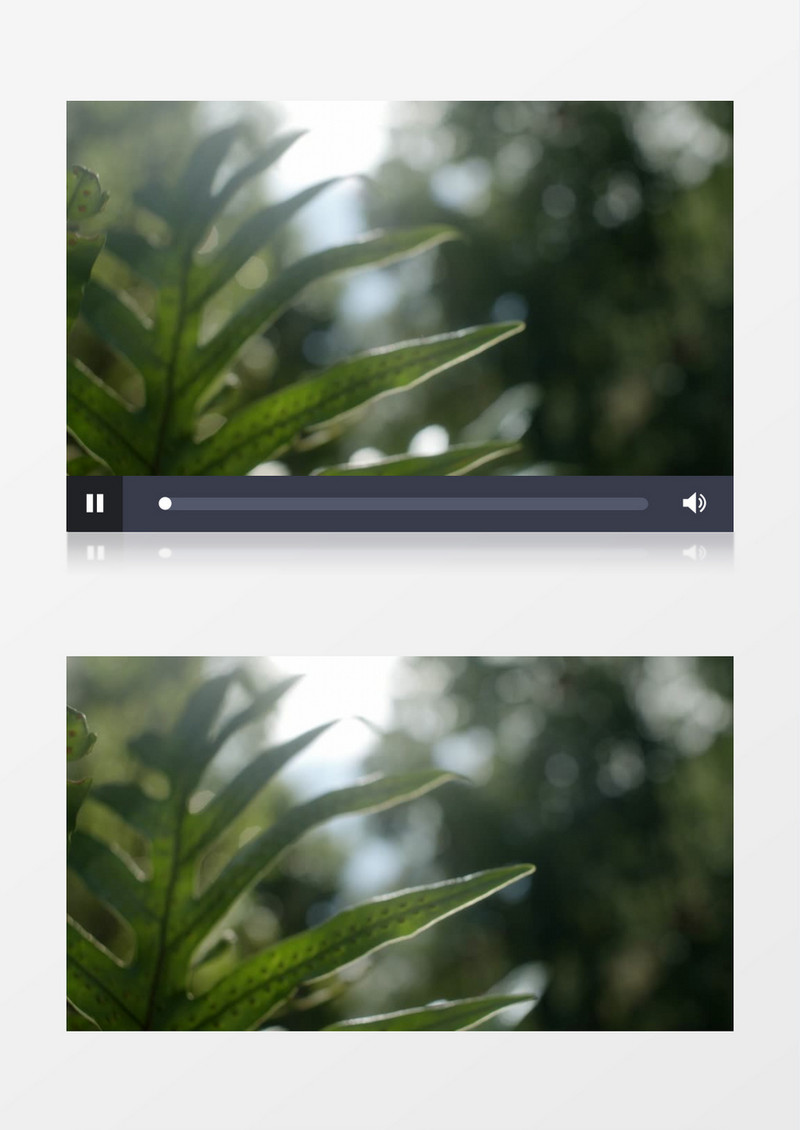高清实拍阳光下绿叶在风中摇曳视频素材