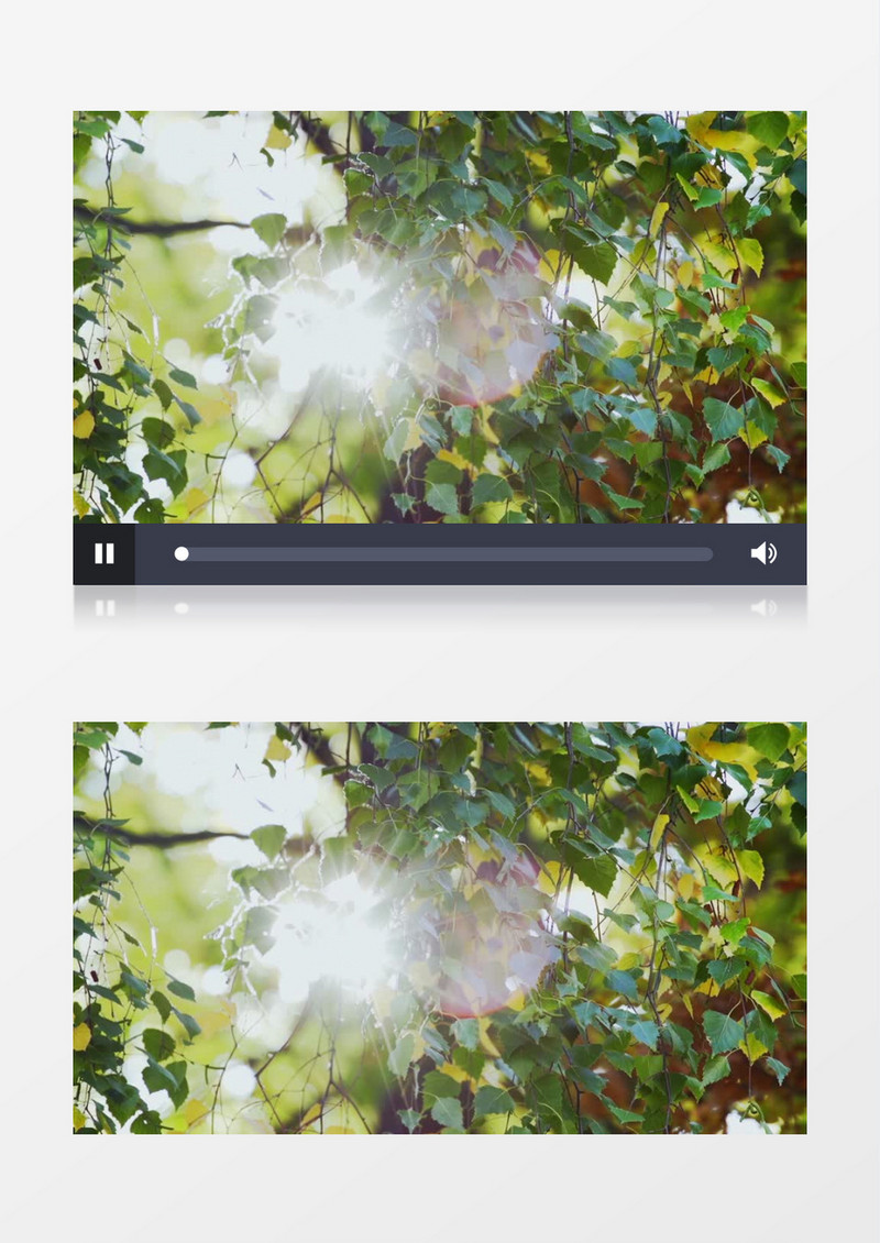 树丛中绿叶在阳光下摇曳实拍视频素材