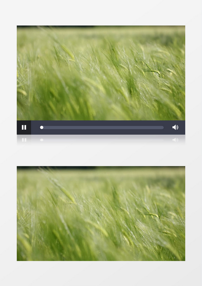 被风吹动的绿色麦穗实拍视频素材