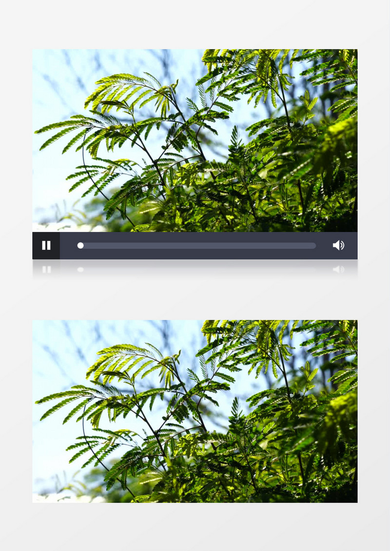 在风中摇晃的树叶实拍视频素材