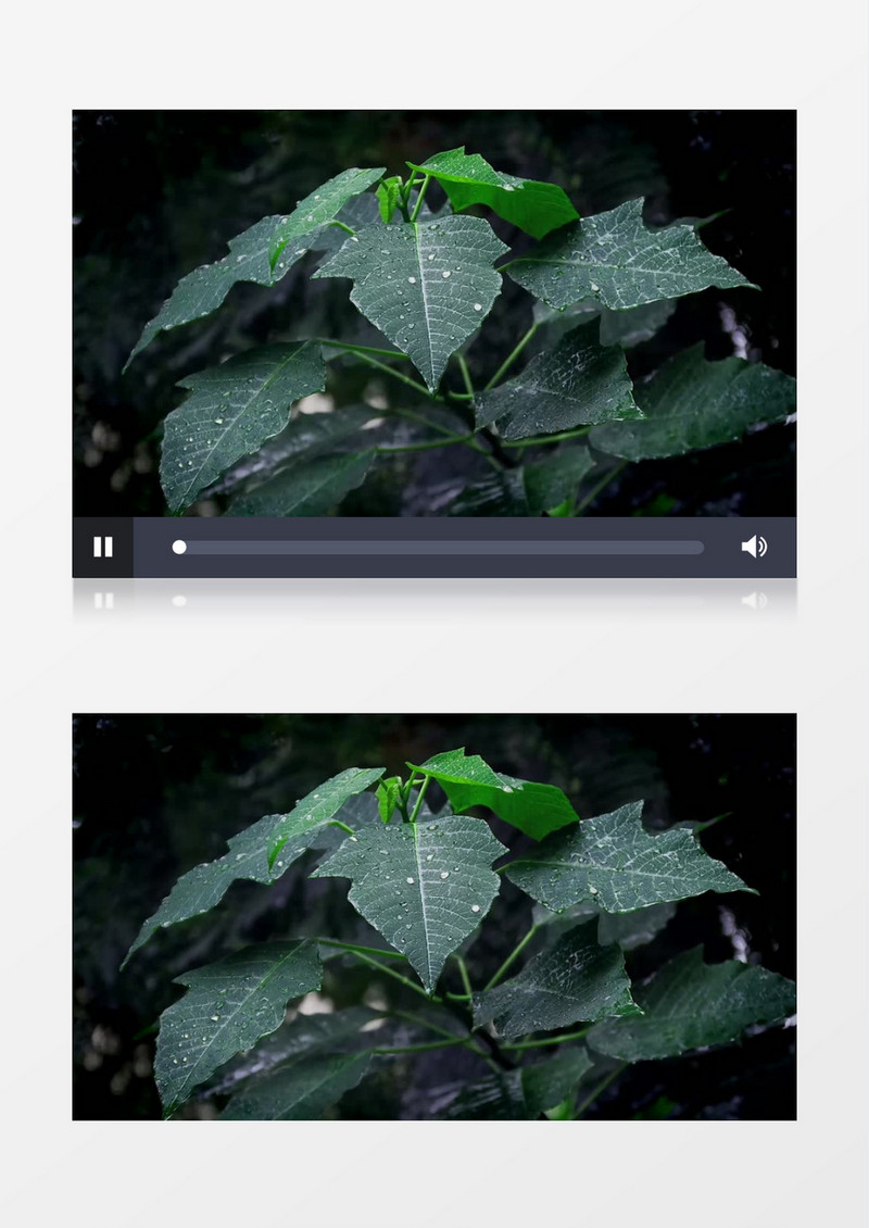 被暴风雨洗礼过的树叶实拍视频素材