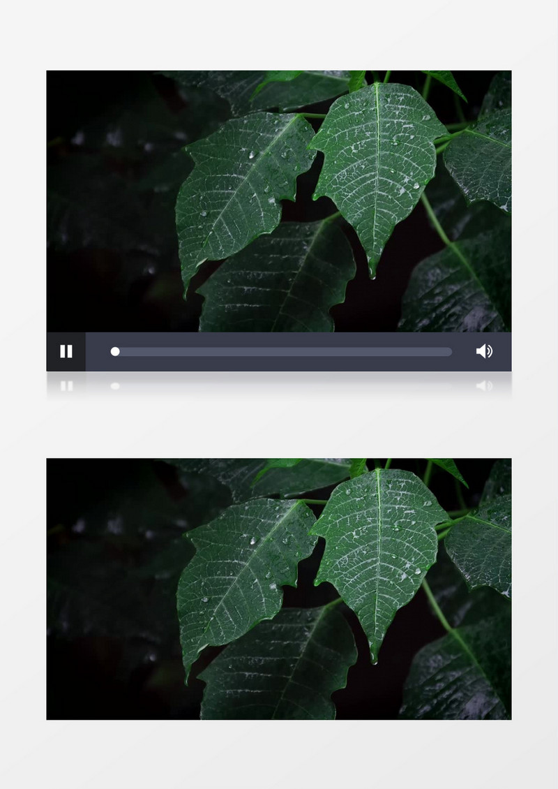 雨后挂着雨滴的树叶实拍视频素材