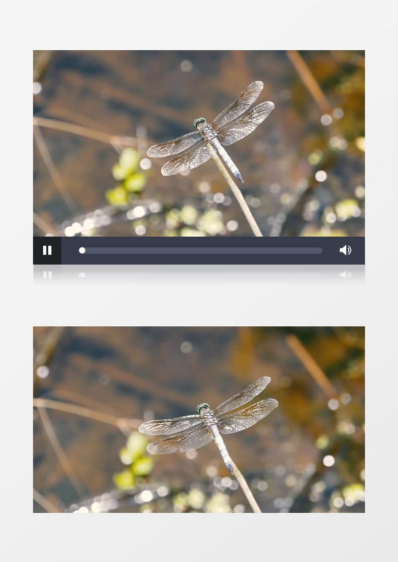 蜻蜓站在树枝上实拍视频素材