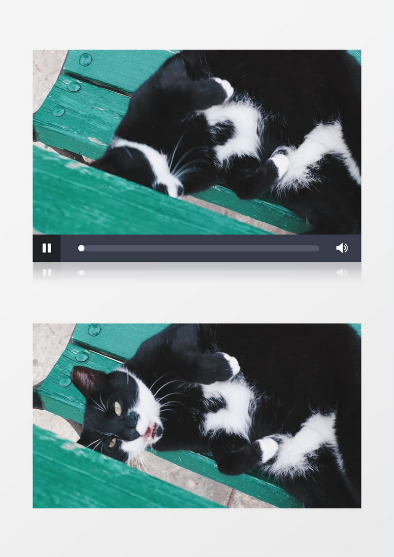 黑白相间的猫躺在椅子上打哈欠实拍视频素材