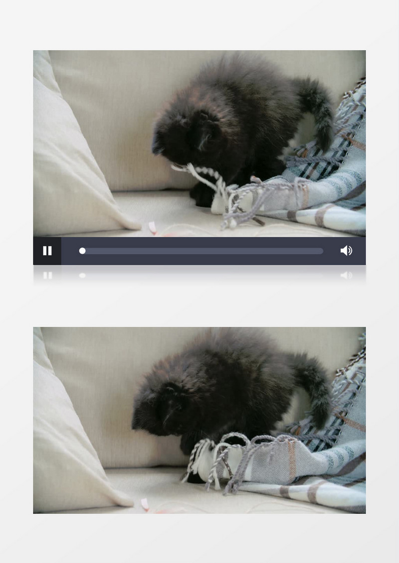 小黑猫在玩窗帘上的穗实拍视频素材