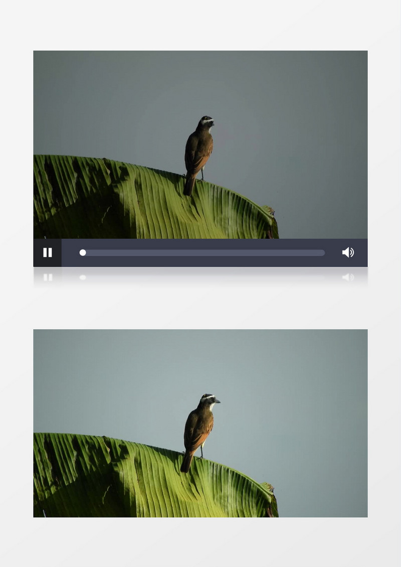 小鸟站在芭蕉叶上张望实拍视频素材