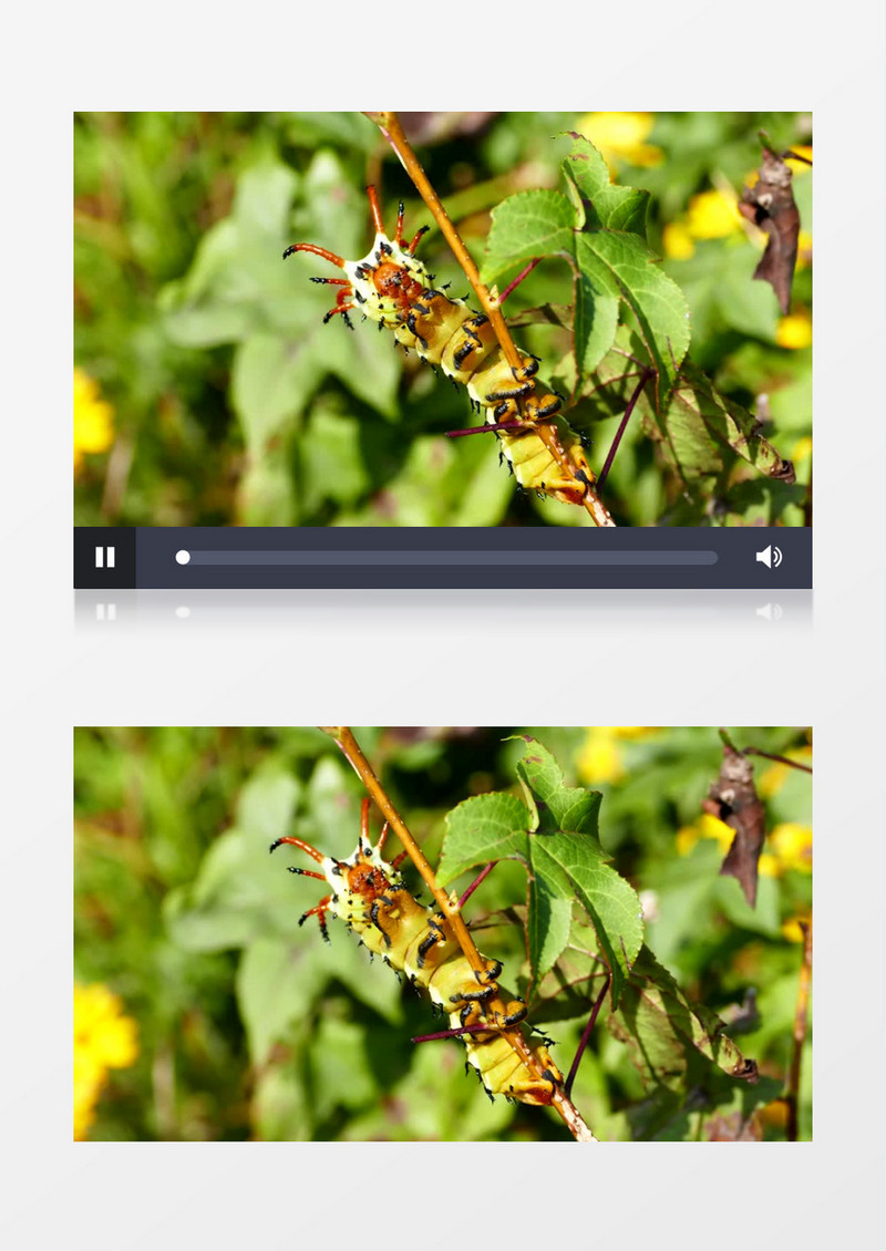 一条绿色的虫子抱在藤上实拍视频素材