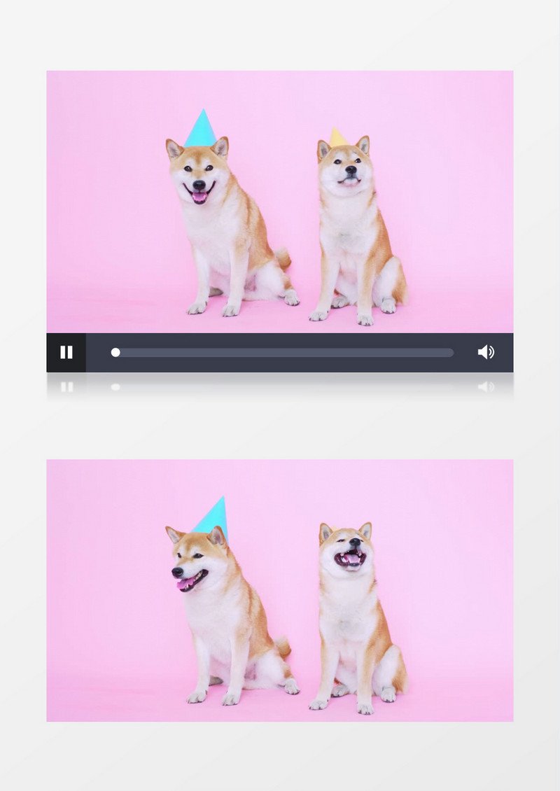 两只柴犬张着嘴巴四处张望实拍视频素材