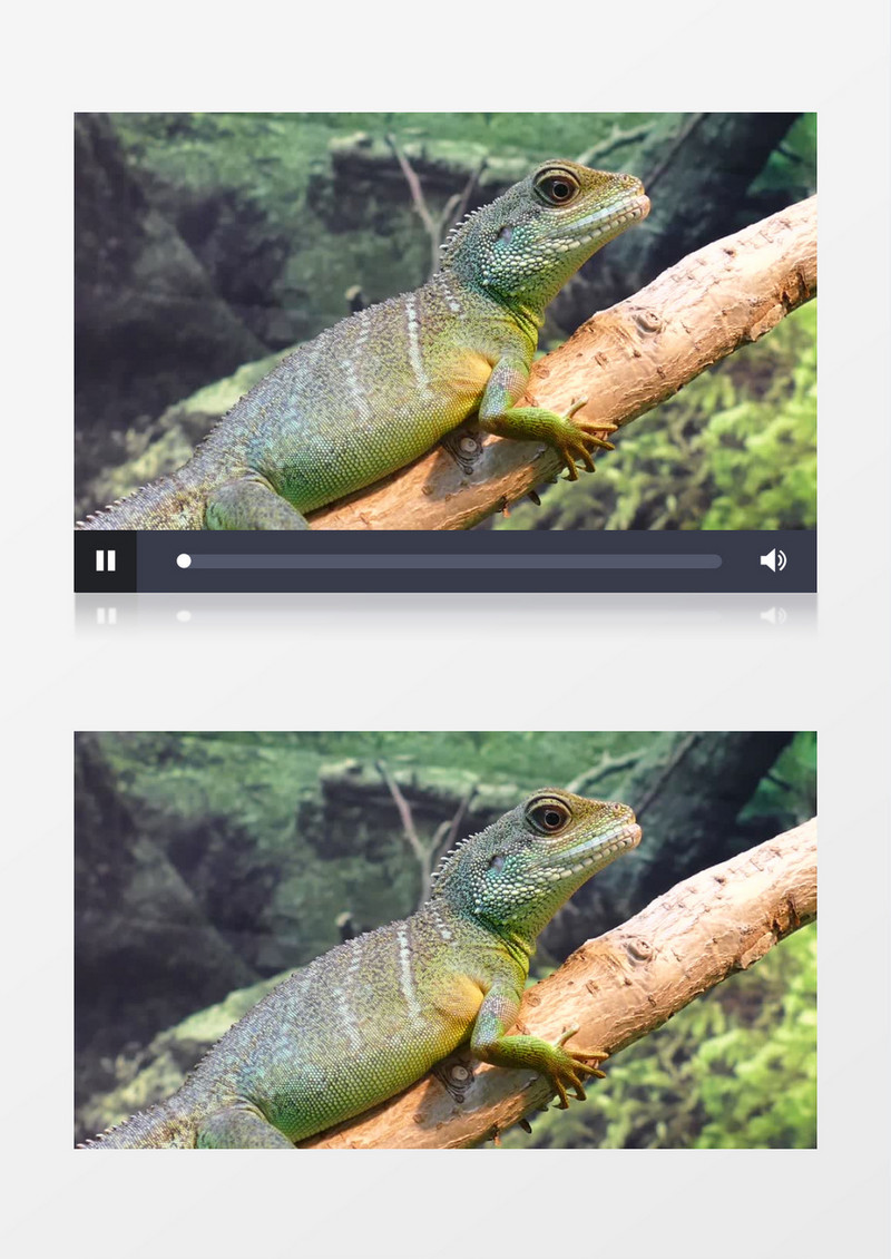 变色龙趴在树枝上实拍视频素材