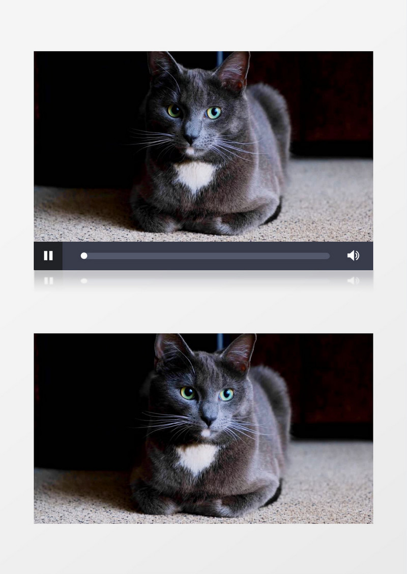 黑猫蹲坐在地上四处张望实拍视频素材
