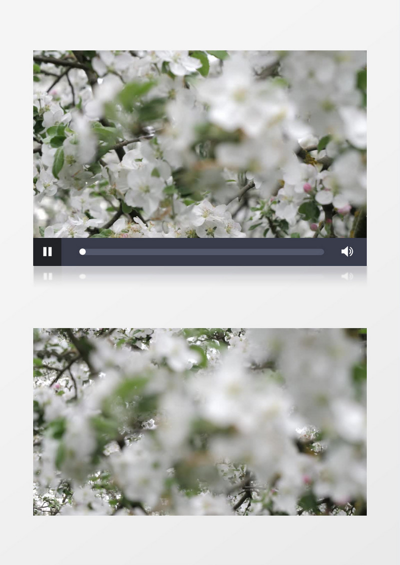 绽放的白色苹果花实拍视频素材