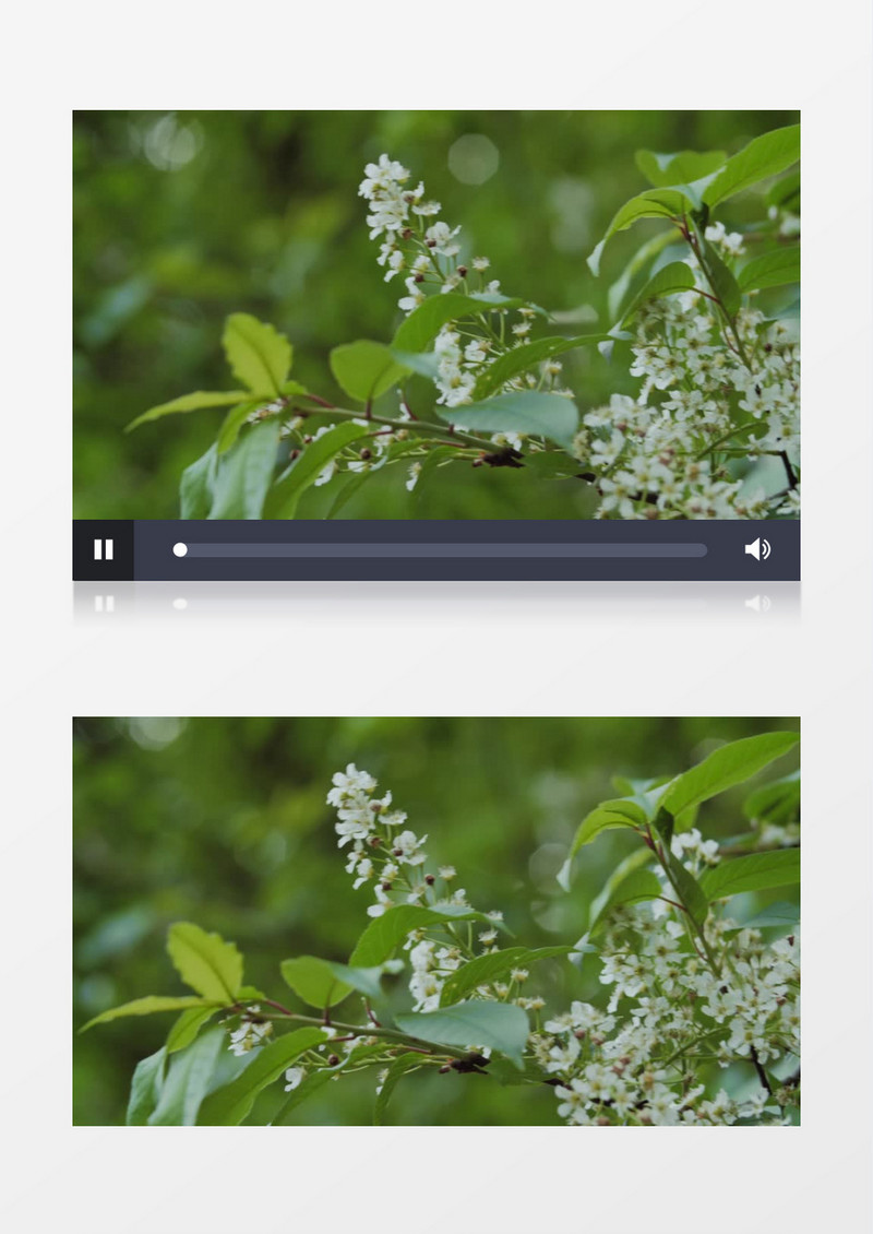 在随风飘荡的白色花簇实拍视频素材