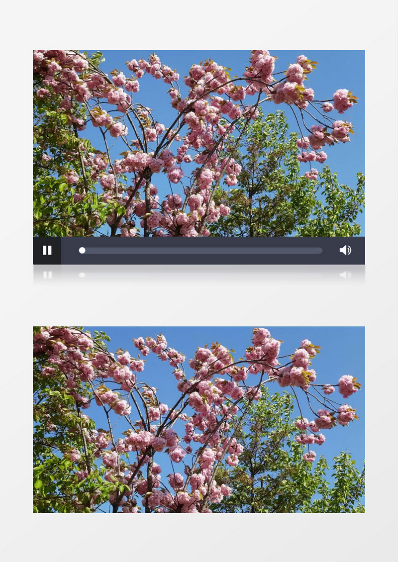 一簇簇的粉色花簇随风飘动实拍视频素材