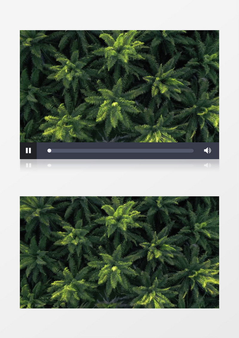 高清实拍茂密的南洋杉树丛实拍视频素材