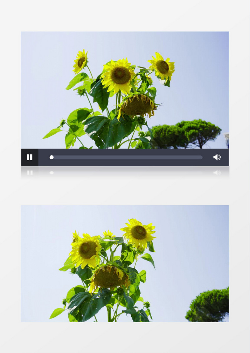 仰拍环绕几朵向日葵实拍视频