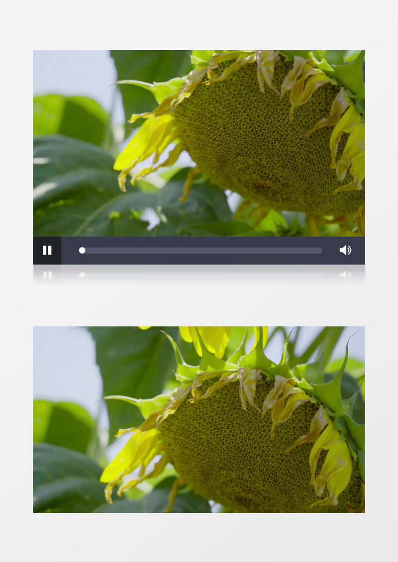 特写拍摄晴天下的向日葵实拍视频