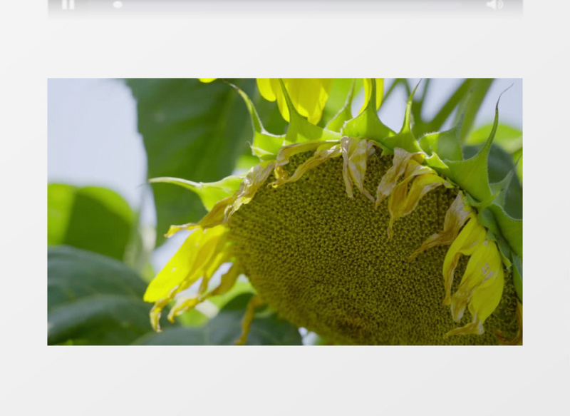 特写拍摄晴天下的向日葵实拍视频