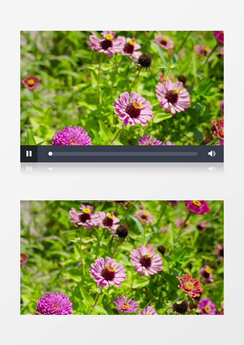 俯拍晴天下的粉色小花实拍视频