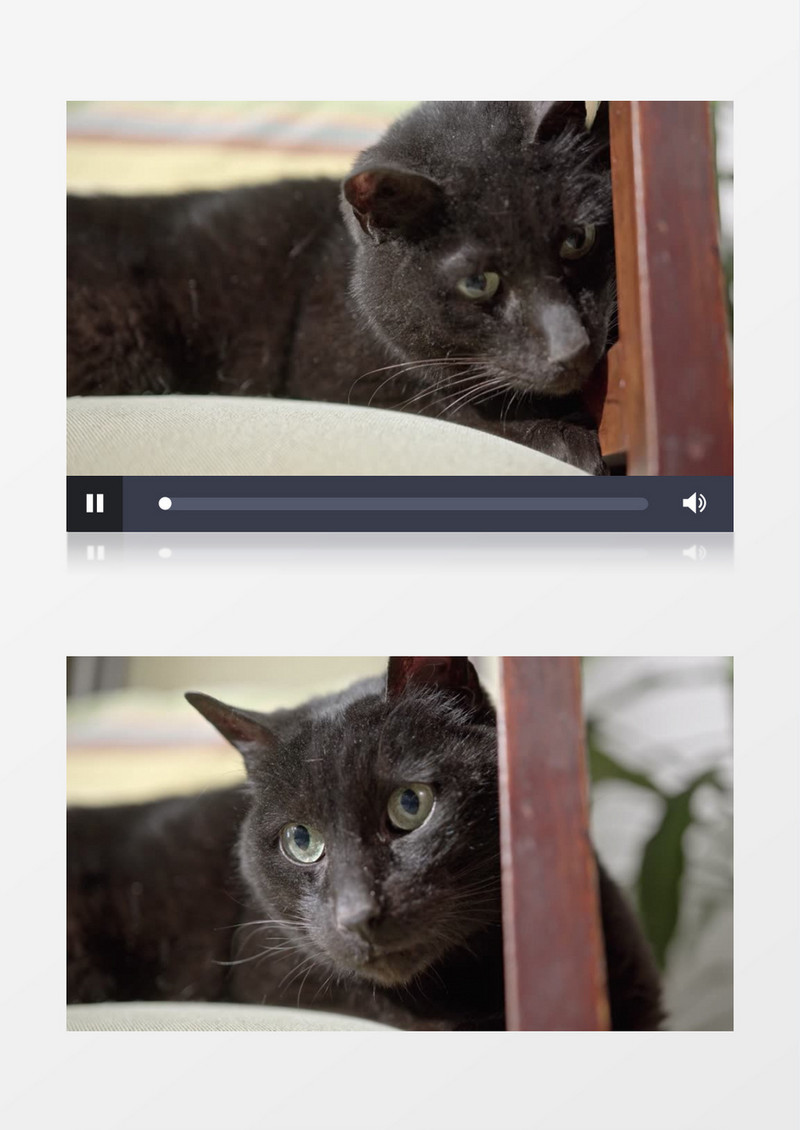 特写拍摄一只在椅子上的黑猫和一只橘猫玩耍实拍视频