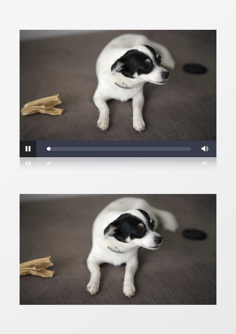移动镜头拍摄一只躺在地上黑白相间的小狗实拍视频