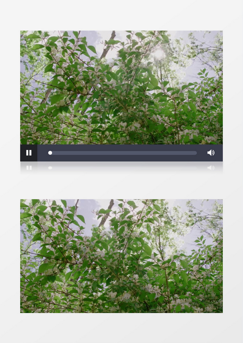 高清实拍绽放的白色花朵在随风飘荡实拍视频素材