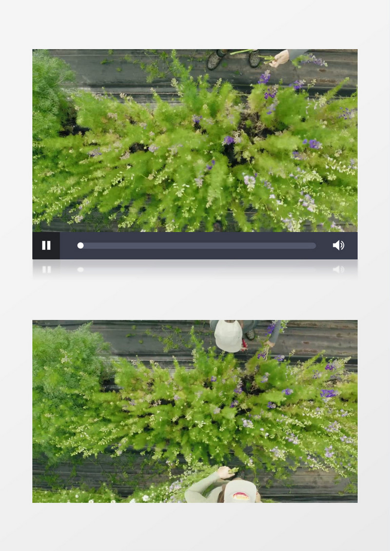 俯拍花圃里辛勤劳作的工人实拍视频素材