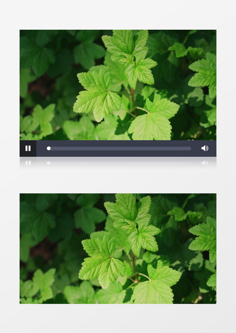 绿叶在风中晃动实拍视频素材
