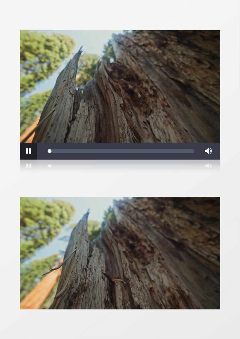 干枯断裂的树干实拍视频素材