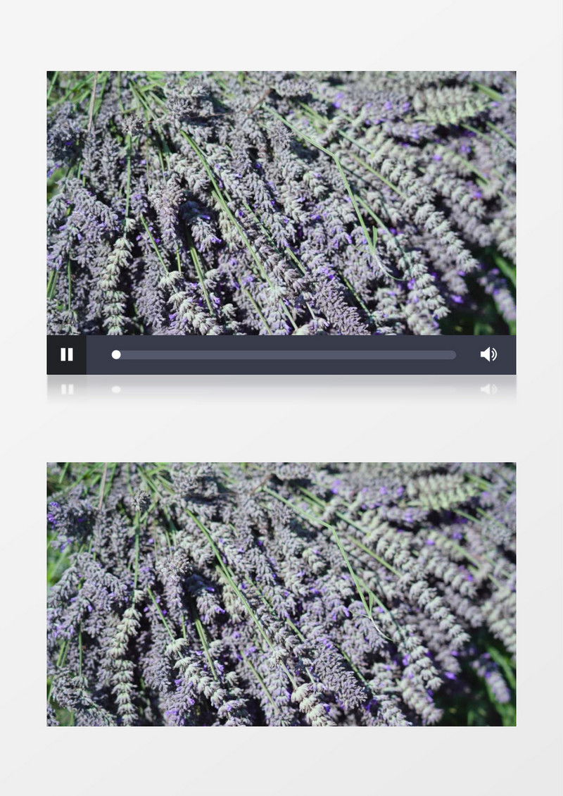 捆扎好的薰衣草花束实拍视频素材
