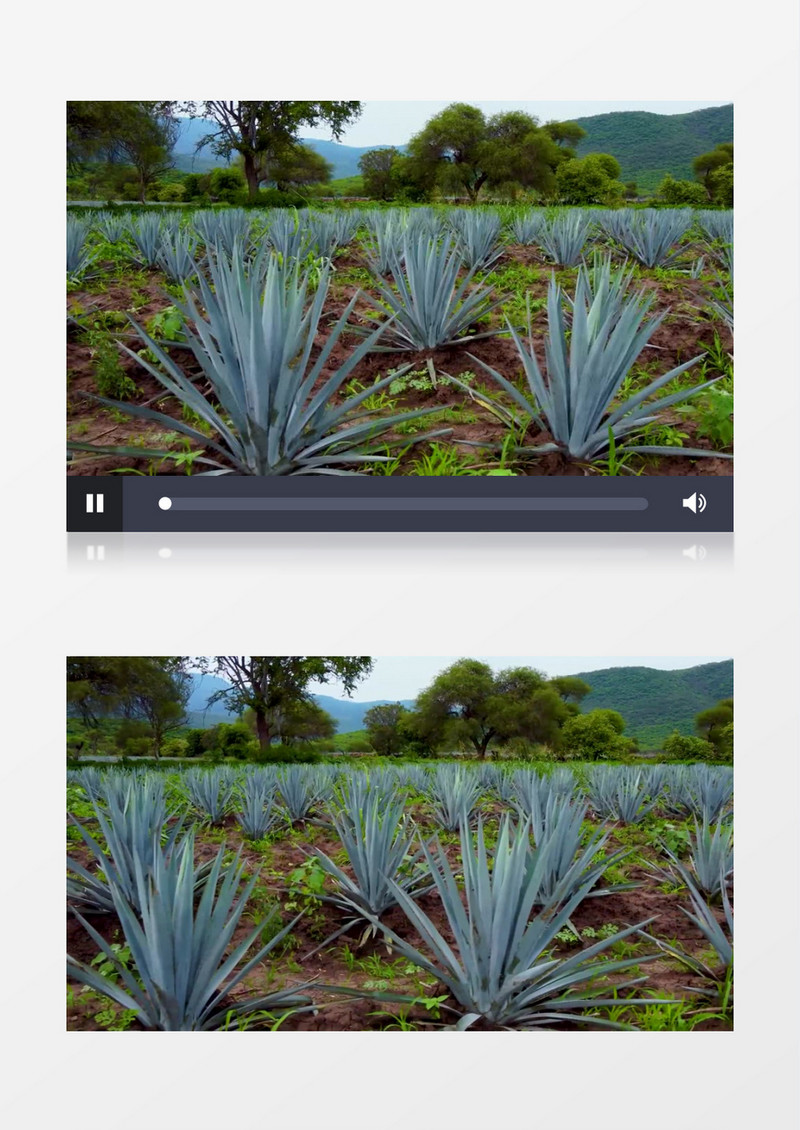 在郊区种植的大片龙舌兰实拍视频素材