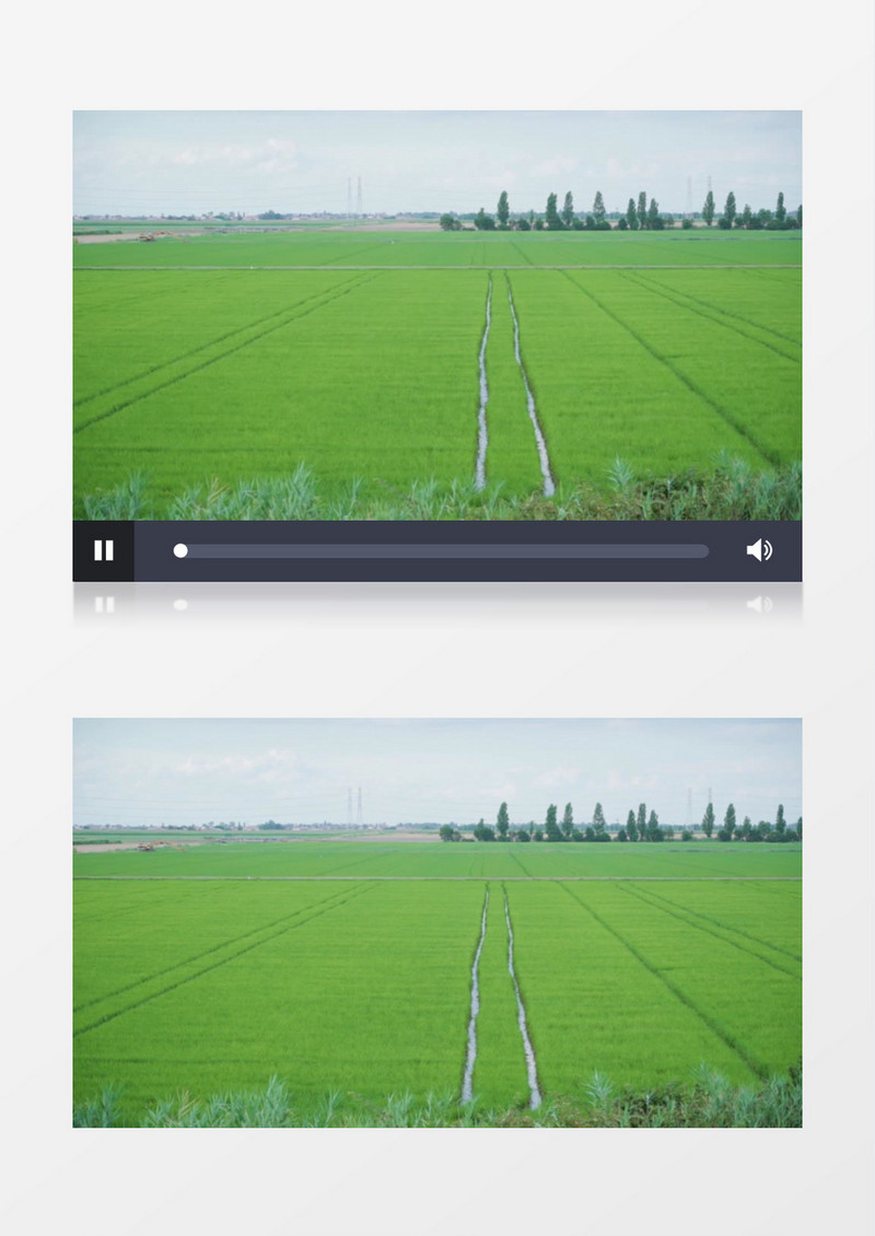 种植整齐的稻田实拍视频素材