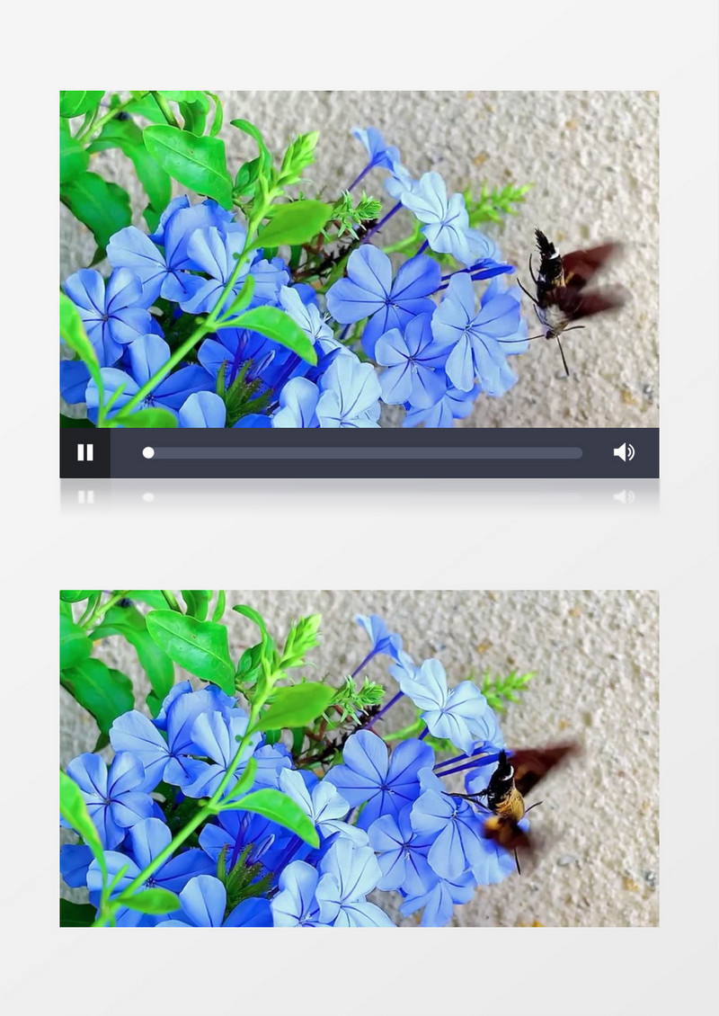 一只小鸟在蓝色的花朵上飞舞实拍视频素材