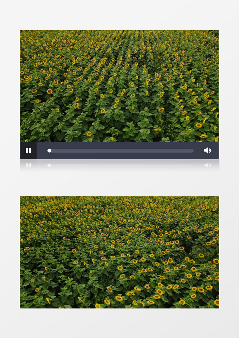 实拍向日葵花卉种植园实拍视频素材