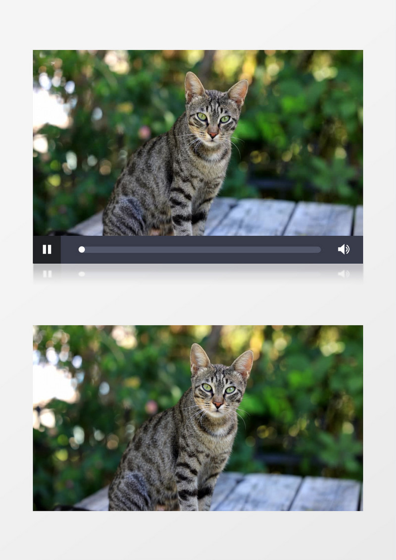 一只黑猫在张望实拍视频素材