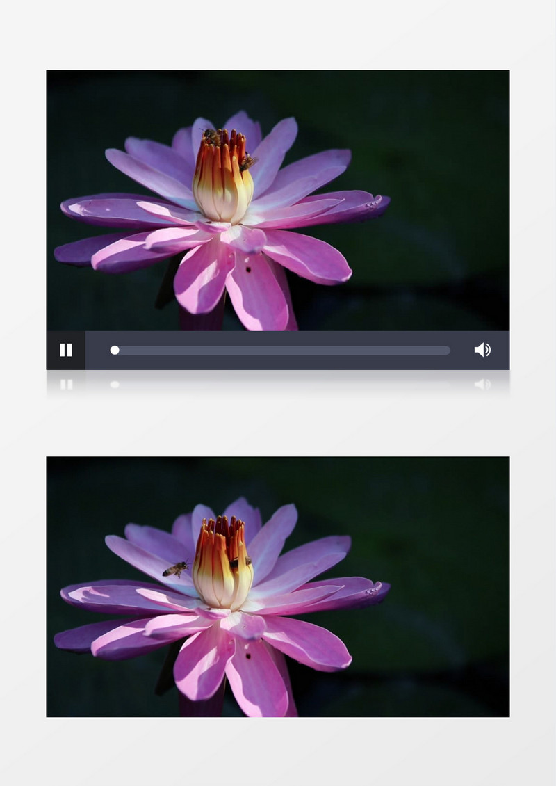 蜜蜂在睡莲的花蕊中采蜜实拍视频素材
