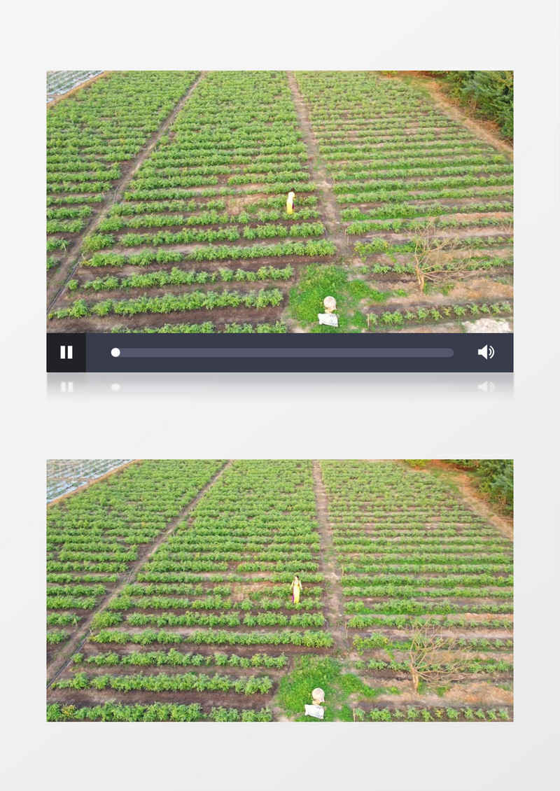 种植整齐的土豆菜园实拍视频素材